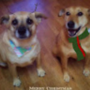 Meet your Posher, Wanda